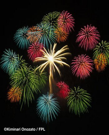 floral shell of shells_tropical flower